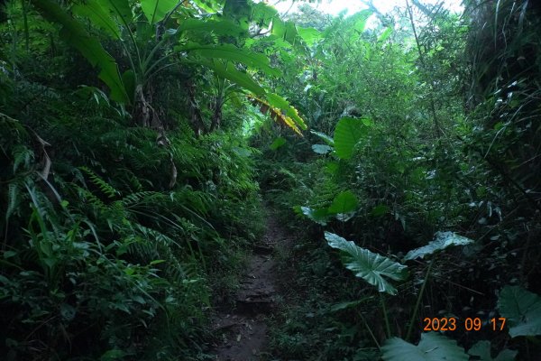 桃園 大溪 草嶺山、石厝坑山、白石山、石龜坑山2287254