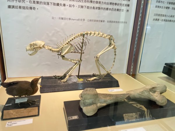 雨天備案💙 台灣博物館的古生代館-台大動植物館免費參觀-北投♨️季2807507