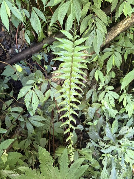 20251004嘉義奮起湖大凍山步道(頂湖)2914911