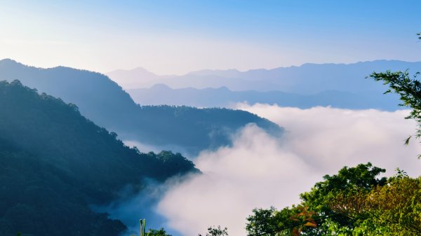 雲山水花鳥蝶-天龍國阿伯的日常 #艷紅鹿子百合 #大鳳蝶 #玉帶鳳蝶2863908