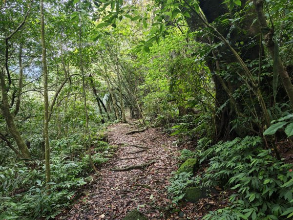 [淡蘭古道] 2026_0502 北路第二段_楊廷理古道3047713