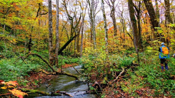 青森縣奧入瀨溪2929992