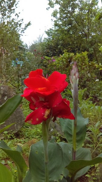 【臺北大縱走1】忠義山小坪頂下青礐貴子坑914273