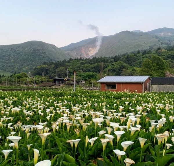 陽明山西段縱走938716