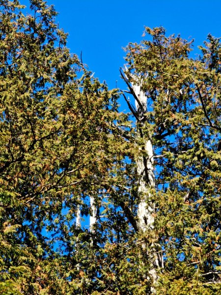 大雪山神木步道2962650