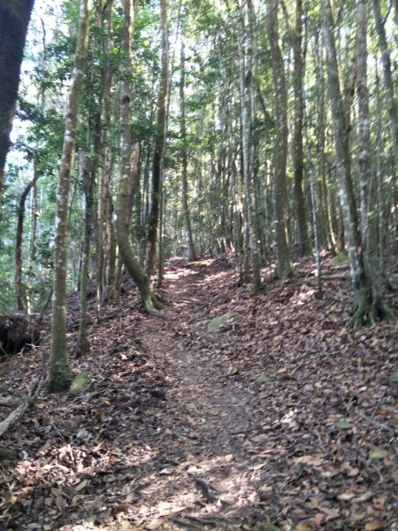 谷關七雄：八唐縱走(八仙山、唐麻丹山)1507585