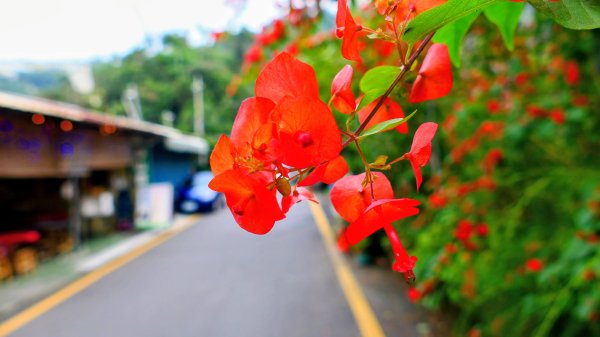 華山小天梯,情人橋2948576