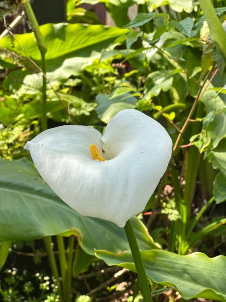 花東三日七座小百岳外加池上風情20260411-04133035731