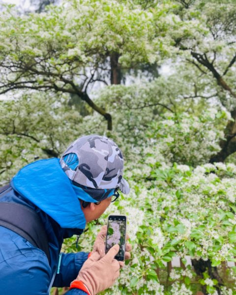 如夢似幻的四月雪-龍潭石管局-流蘇花盛開中2748614