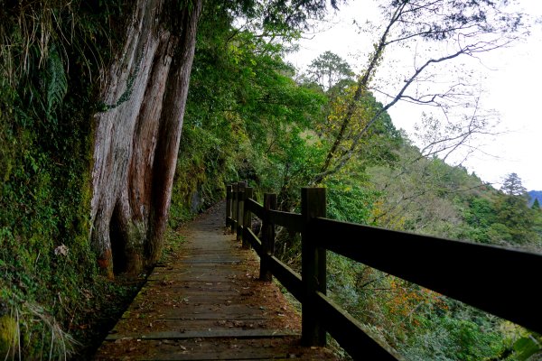 檜山巨木森林步道481486