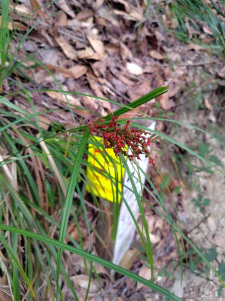 東埔走八通關古道訪龍貓公車繞對關山O型2962782