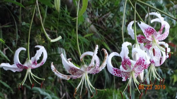 補考 - 艷紅鹿子百合656632