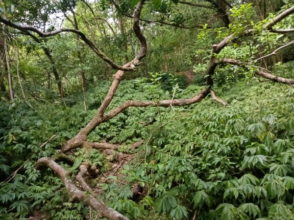 雙溪區盤山坑古道+過火坪古道O型2882380