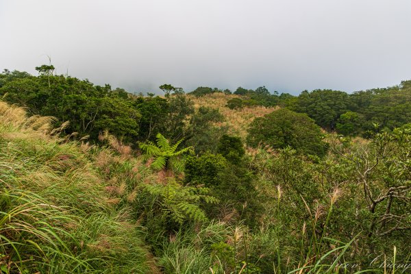 [宜蘭]鵲子山2932542