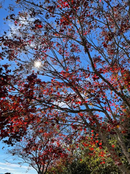 馬那邦山賞楓趣1549600