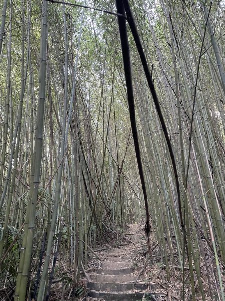 【天上山系】望月亭桐花2869355