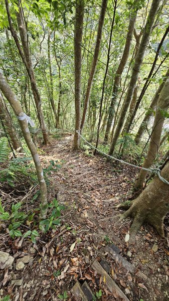 開眼崙步道，坪林老街2483047