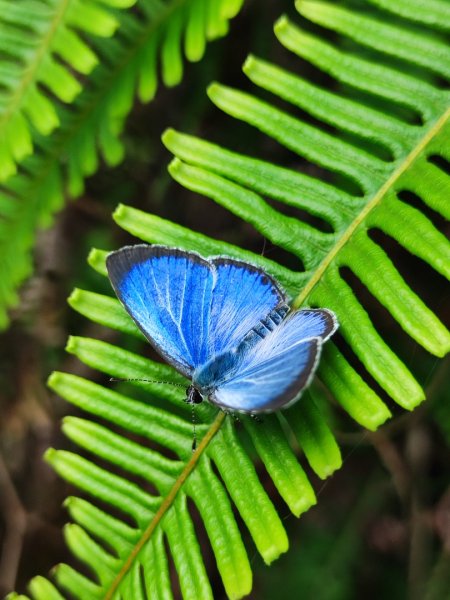 基隆情人湖老鷹岩大武崙-槓子寮2782595