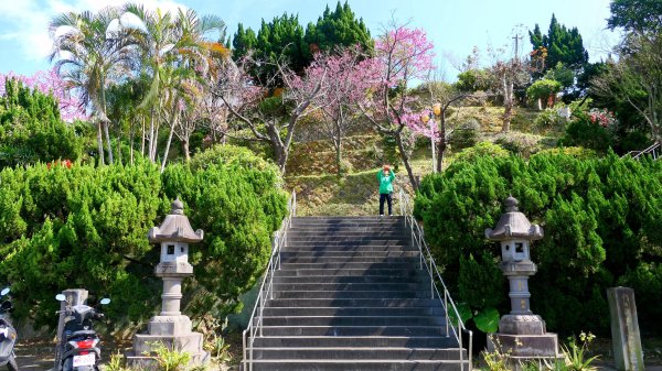 《蝶戀花・善光寺禪門櫻花》2709763
