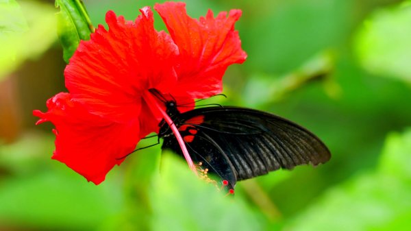 大尖山步道2833778