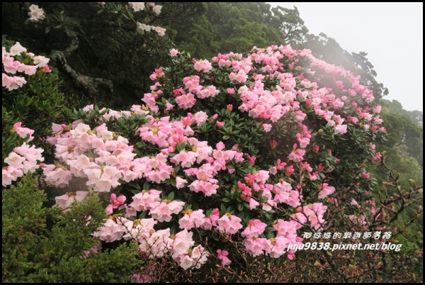 南投。合歡東峰風雨中的玉山杜鵑