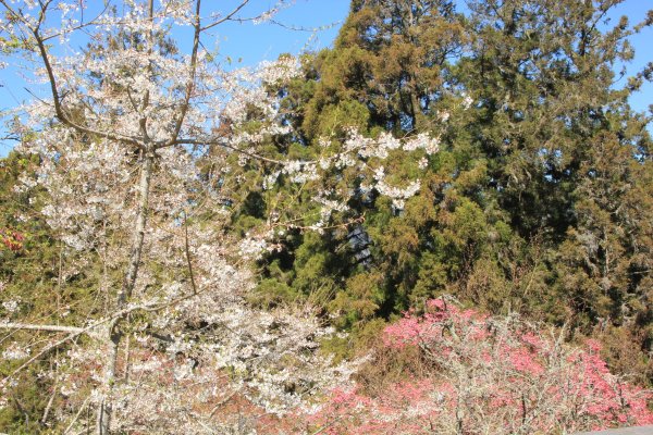 阿里山的櫻花前戲1635056