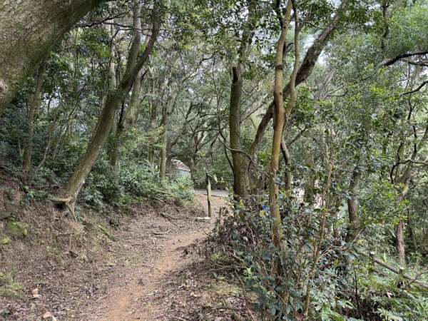 [微笑山線_第四段] 2026_0321 天上山系_石門內尖山東峰3021325