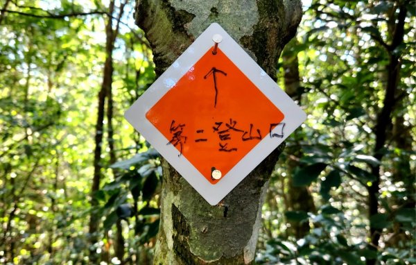 【中級山】插天山的奇幻世界，赫威山，赫威神木群步道2741309