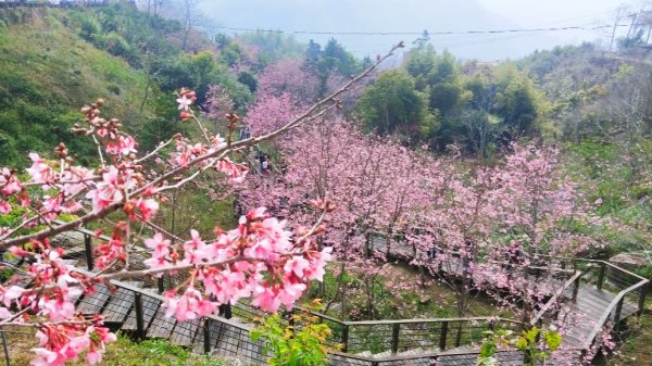 阿里山頂石桌 櫻之道123月櫻花季852363