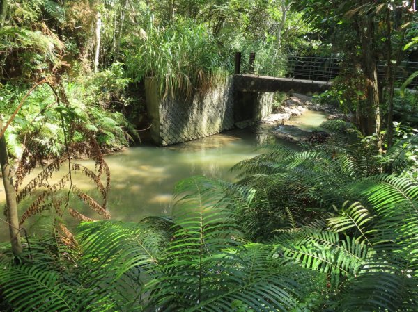 澀水森林步道(+水上瀑布)2915734