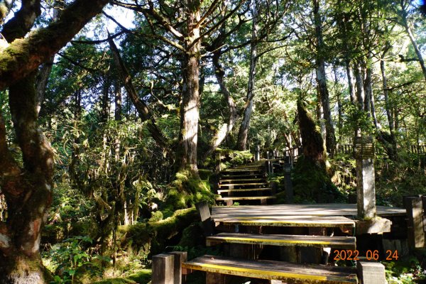 宜蘭 大同 太平山森林遊樂區 檜木原始林步道1743666