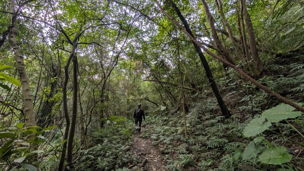 114.12.20劉銘傳隧道-獅球嶺北峰-獅球嶺東砲台山-獅球嶺池-獅球嶺砲台山之旅2966741