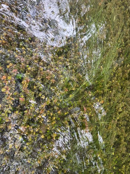 1131225新山夢湖2676526