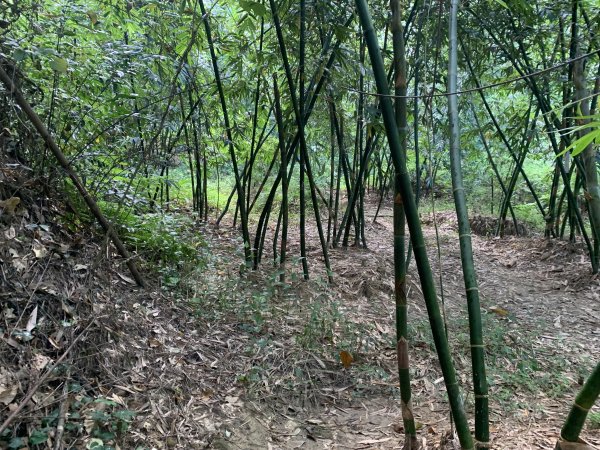 20250929台南草坪埔山-牛息山-竹腳湖山西北峰2899773