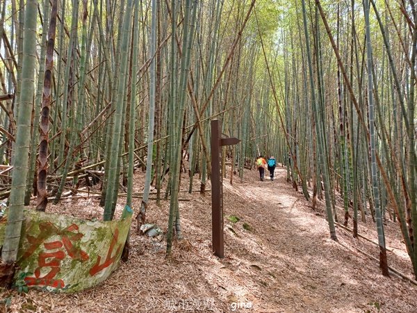 【嘉義梅山】雲霧裊裊似仙境。 瑞太古道 x大風埕觀日峰x油車寮步道2557800