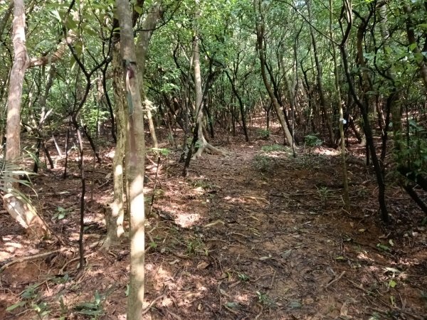 貢寮區新厝山+澳底尖(火炎山)+美艷山+金沙灣2989671