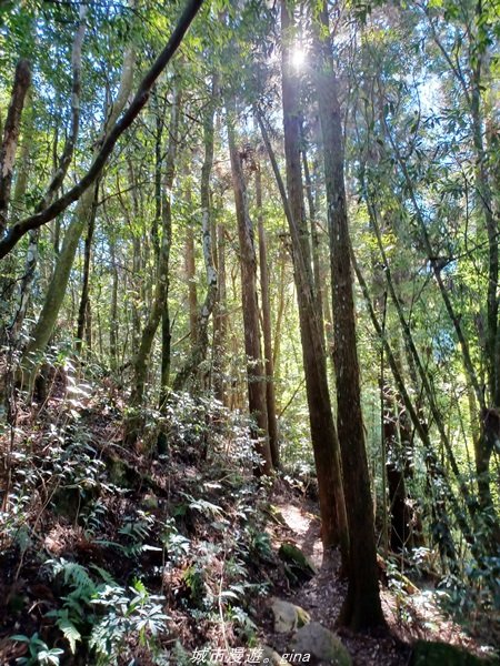 【南投。竹山】茶園竹林巨木櫻花景緻很美(四連峰)。 小百岳集起來。 編號54小百岳金柑樹山1624819