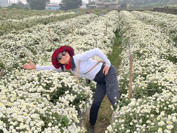 小百岳關刀山889m+銅鑼杭菊1924086
