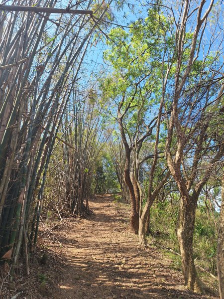 造橋口山古道202503122734398