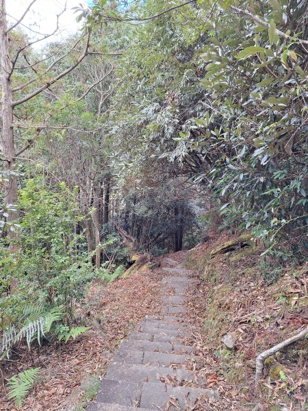 觀霧之榛山O型202411232653954