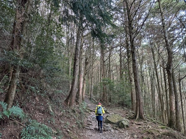 大雪山 稍來山 烏石坑林道2686449