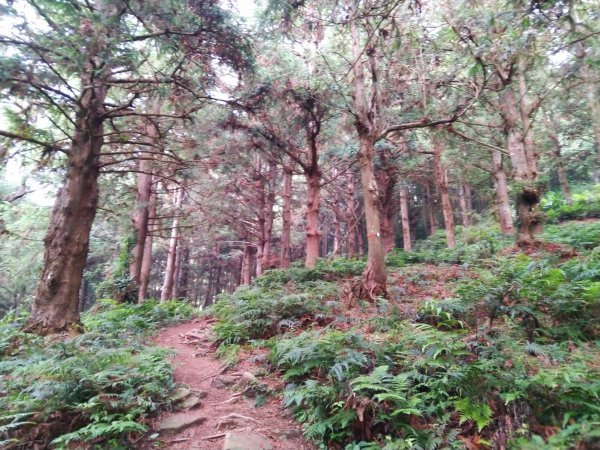 【台中。和平】綠蔭山林滿滿芬多精。大雪山林道 ~1860峰(長壽山)封面