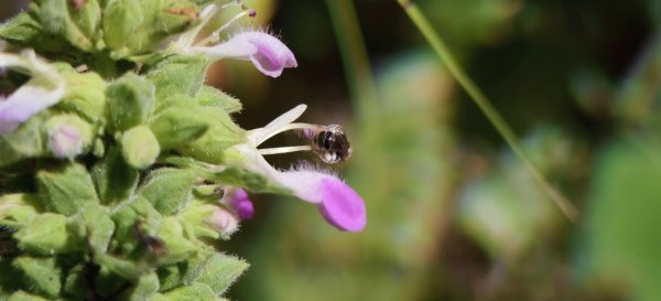 2025/10/26_馬胎古道2925727