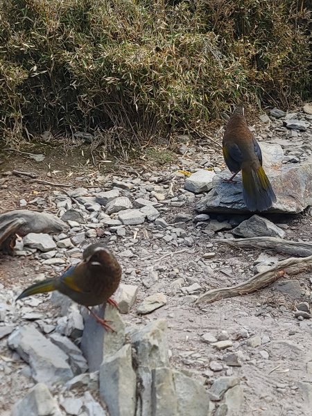 20260315-玉山前峰3018707