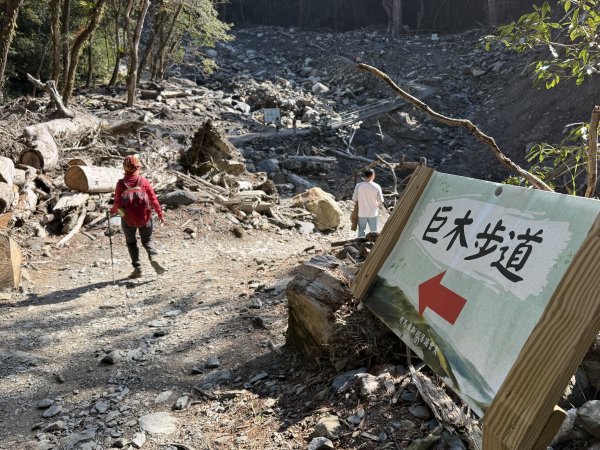司馬庫斯巨木步道+櫻花祭202602193009437