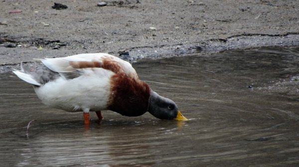 新北投、龍鳳谷、湖山、天母古道2042491