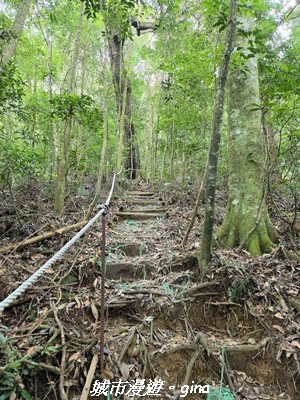 【台中和平】橫嶺山自然步道_木馬古道3095020