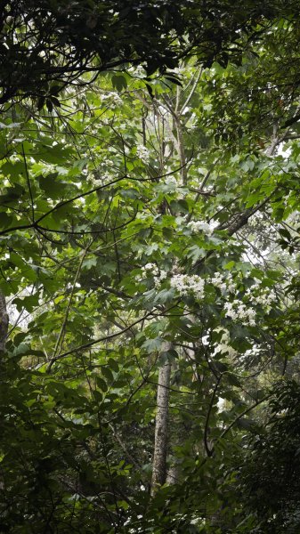 2025-0505 觀音山土路追桐花+牛港稜步道2781379