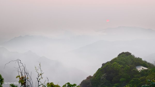 #山羌 #親子檔 #二格山 #日出 #雲海 #晨霧 4/113033434