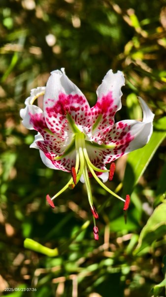 #二格山 #霞光 #日出 #艷紅鹿子百合 #大鳳蝶雄蝶 #紅花石蒜 #彼岸花 8/232867764